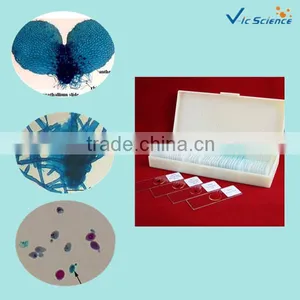 Rhizopus Nigricans W.M. Lab Using Microbiology Prepared Slides Product thumbnail-1