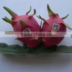 Fresh Dragon Fruit thumbnail-1