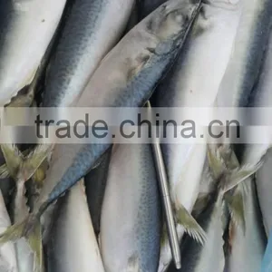 MACKEREL GRADE AAA thumbnail-1