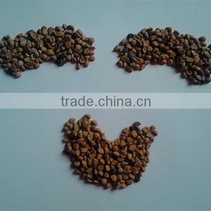 High Quality Pure Seeds Morning Glory thumbnail-2