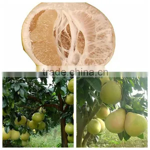 New Crop Fresh Honey Pomelo From Xiamen Port thumbnail-3