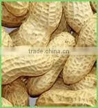 Chinese Peanut in Shells 9/11, 8/10, 13/15, 11/13 thumbnail-1