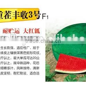 Hybrid F1 Sweet Red Watermelon Seeds For Sale-High Resistance Rich Harvest NO.3 F1 thumbnail-1