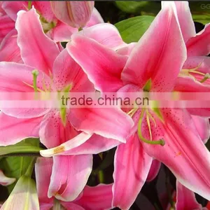 Decoration Lily Flower Fresh Cut Lily Flower Ornamental Flower thumbnail-1