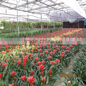Tomato Green House thumbnail-3