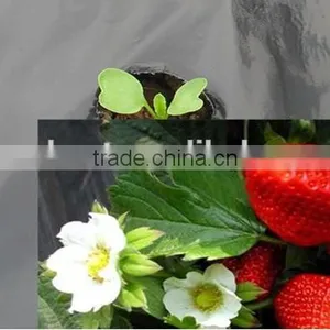 Perforated Black Agricultural Mulch Film for Weed Control thumbnail-1