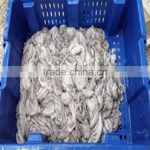 Better Price Fresh Frozen Baby Octopus From Excellent Factory thumbnail-1