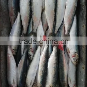 Low Price Canned Fish Sardine Frozen Sardine for Canning thumbnail-2