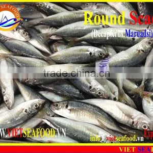 FROZEN MARUADSI WHOLE ROUND (ROUND SCAD) thumbnail-1