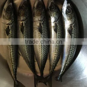 New Landing Fresh Sea Frozen High Quality HGT Fish Pacific Mackerel Scomber Japonicus thumbnail-1