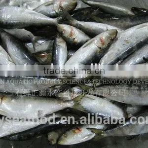 Light Caught Frozen Fresh Sardine Fish thumbnail-1