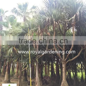 Pandanus Utilis Multi Trunks Nursery Landscaping Tree High 4-6m thumbnail-2