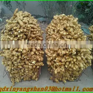 2015 Cangshan Fresh Garlic thumbnail-4