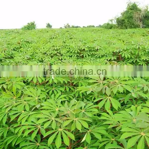 Pressed Cassava Stem in Pellets thumbnail-2