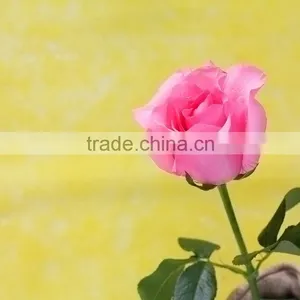 Cheap Honey Peach Economic Single Rose Flower Delivery thumbnail-1