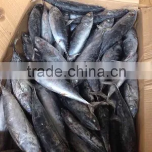 Frozen Bonito Fish ( Auxis Thazard) for Fish Bait thumbnail-2
