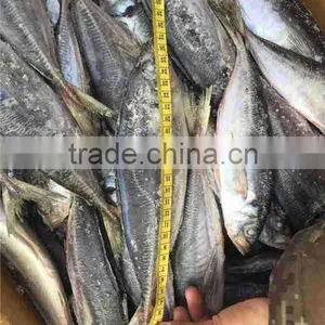 4-6 Pcs per kg 20cm up Horse Mackerel thumbnail-5