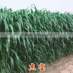 2016 Newest Forage Grass Seeds Gaodan Grass Seeds Sorghum Sudan Grass Seeds For Growing thumbnail-3