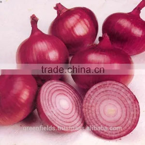 40ml Onion Oil thumbnail-1