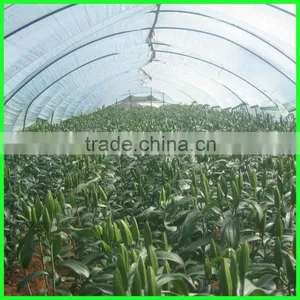 Leaf Minder Net , Anti Insect Net thumbnail-1