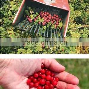 New Arrivel Beautiful Design And Convenient Berry Shovel thumbnail-4