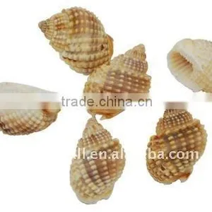 Spiral Shell Beads, Dyed, Sienna, About 11~13x19~21x12~15mm, Hole: 1mm, About 350pcs/500g(BSHE-S039) thumbnail-1