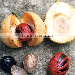Best Quality Of Nutmeg Oil From BORG EXPORT |100% Natural Nutmeg Oil | At Low Price thumbnail-3