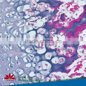 Mixed High Quality Beat Price Medical Histology Microscope Prepared Glass Slides thumbnail-1