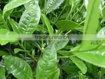 Instant Green Tea Powder,100% Soluble in Room Temperature Water thumbnail-2