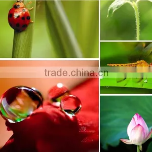 Detachable Clip-on Macro Lens+Fish-eye +0.65X Wide Angle+ Circular Polarizer Filter For Smartphones Tablet PCs thumbnail-3