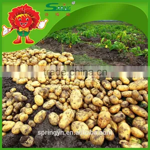 Good Price Organic Potato thumbnail-2
