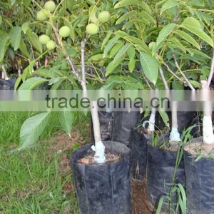 Walnut Saplings Available... thumbnail-1