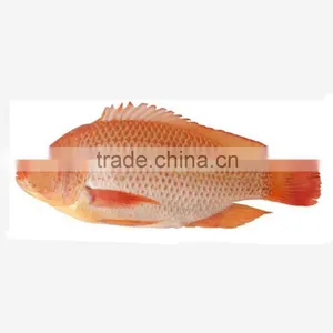 IQF W/R Red Tilapia Fish Price thumbnail-1