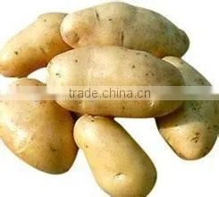 Fresh Bulk Potatoes for Sale 2016 Crop thumbnail-1