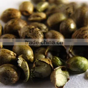 Wholesale Organic Hemp Seed Oil From GMP Factory thumbnail-4