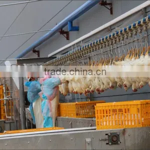 Chicken Abattoir House Slaughter Equipment 008618052092685 thumbnail-1