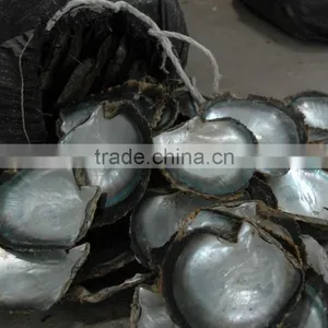 Mop Blacklip Shell thumbnail-1