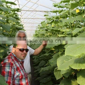 Green Houses for Agriculture Multi Span Greenhouses thumbnail-1