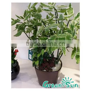 Modern Cheap Flowers Pots Planters Flowerpot thumbnail-1