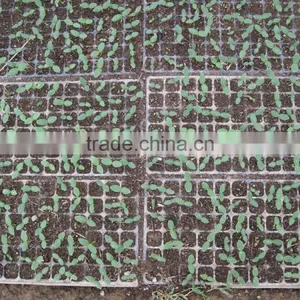 OEM Design Thermoformed Agricultural Plastic Pallets thumbnail-2