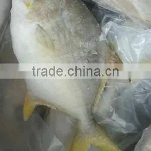 Golden Line Pomfret Frozen Sea Fish thumbnail-1