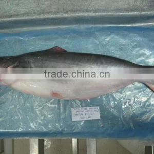 Frozen Pangasius Fish thumbnail-1