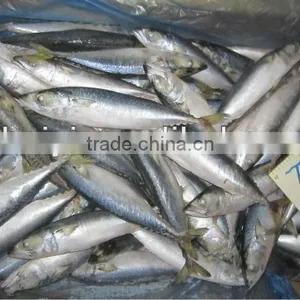 New Arrival Frozen Mackerel100-120g thumbnail-1