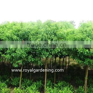 Cinnamomum Camphora Cold Hardy Plants thumbnail-1