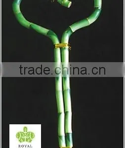 Lucky Bamboo ( Dracaena Sanderiana) Heart Arrangement thumbnail-2