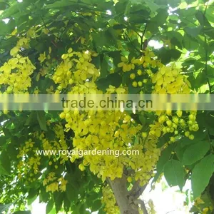 Cassia Fistula Outdoor Tropical Trees thumbnail-3