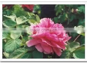 Tree Peony Plant Root thumbnail-1