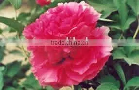 Tree Peony Plant Root Ni Hong Guan Cai thumbnail-1