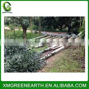 Wodyetia Bifurcata - Foxtail Palm (5) thumbnail-1