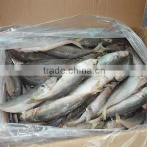 High Quality Horse Mackerel(Decapterus Maruadsi) 60-80 Pcs thumbnail-4